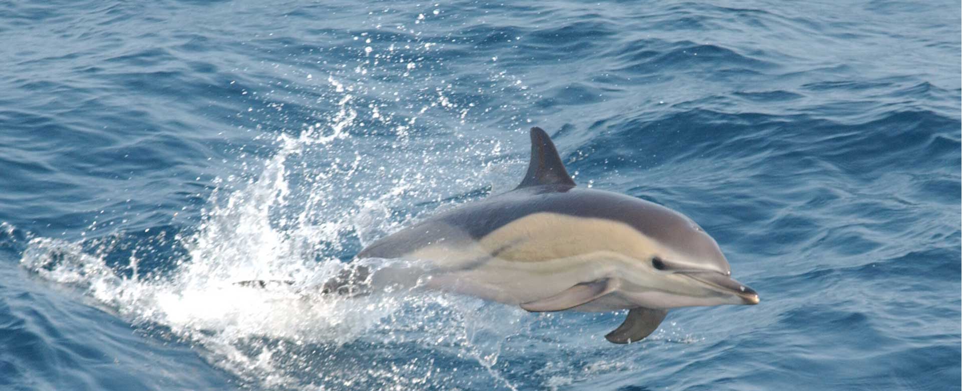 Conservación de delfines